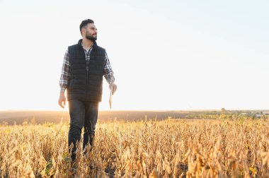 Gün batımında olgunlaşan bir soya tarlasında yürüyen erkek tarım uzmanı veri analizi ve tarım yönetimi için bir tablet kullanıyor.
