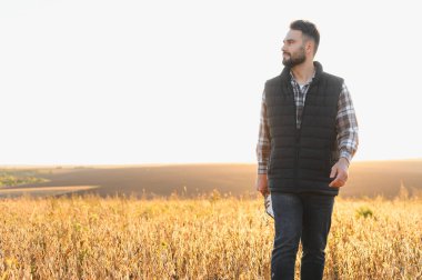 Genç çiftçi adam, altın saat içinde tarımsal bakım ve büyümeyi yansıtarak olgun soya fasulyesi ekinlerini geziyor ve inceliyor.