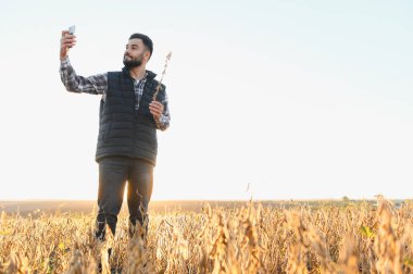 Agronomist tarlada dikilen soya fasulyelerini kontrol ediyor, akıllı telefonla büyüme ve hasat sürecini belgeliyor.