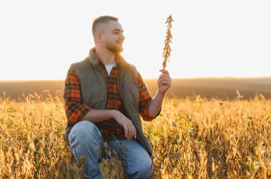 Çiftçi gün batımında tarlada olgunlaşmış soya tohumlarını kontrol ediyor. Hasat ve tarım başarısını simgeliyor.
