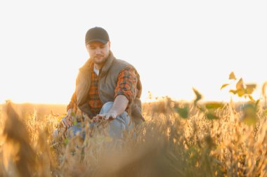 Şapkalı ve ekose gömlekli çiftçi gün batımında ekinleri inceliyor. Tarım uzmanı büyümeyi ve hasatı izliyor