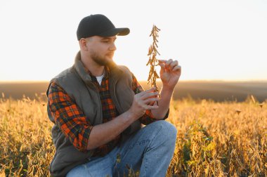 Çiftçi, altın saat boyunca geniş bir tarım sahasında olgunlaşmış soya tohumlarını inceleyerek hasat ve sürdürülebilir çiftçiliği vurguladı.