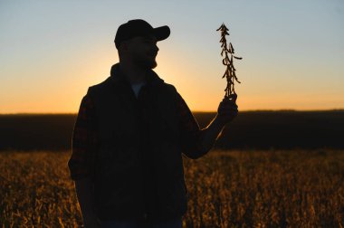 Gün batımında siluetli çiftçi, elinde soya fasulyesi kabukları, kırsal bir tarlada hasat kalitesini kontrol ediyor.