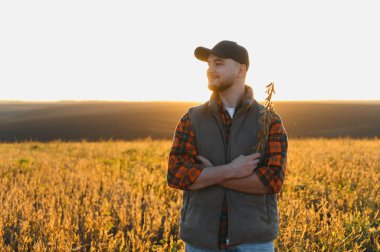 Soya fasulyesi tutan genç çiftçi, altın saat boyunca ekin tarlasına bakıyor. Tarım ve hasat kavramı
