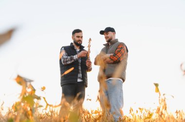 Tarım ve mahsul kalitesini tartışan çiftçiler, hasat mevsiminde soya fasulyelerini güneşli bir tarlada tutuyorlar.