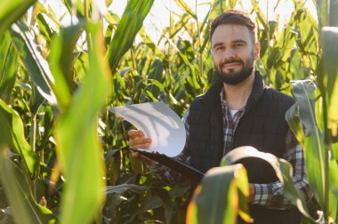 Agronomist adam yemyeşil mısır tarlasında duruyor, ekin sağlığını ve büyümesini kontrol ediyor, panoyu tutuyor ve kameraya bakıyor.