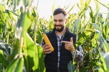 Bir adam olgun bir mısır koçanını tutuyor ve işaret ediyor, yeşil bir mısır tarlasında duruyor, başarılı bir hasat olduğunu gösteriyor.