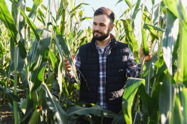 Erkek çiftçi güneşli bir tarlada mısır bitkilerini inceliyor, potansiyel hasat ve ürün kalitesini kontrol ediyor.