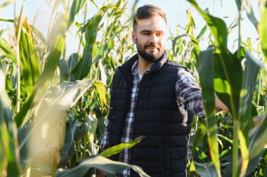 Çiftçi ya da tarım uzmanı güneşli bir mısır tarlasında dikilip mısır tarlasının sağlığını ve büyümesini kontrol ediyor.