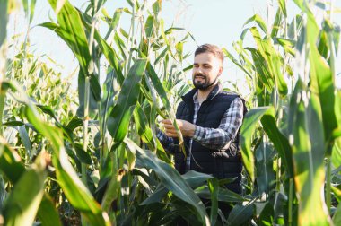 Genç adam mısır tarlasında duruyor, sağlıklı yeşil yaprakları kontrol ediyor. Tarım, tarım ve kalite kontrolü kavramı