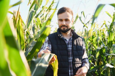 Tarımsal alanda mısır mahsulü sağlığını ve büyümesini denetleyen çiftçi, kaliteden endişe duyan bir yaprağı kontrol ediyor