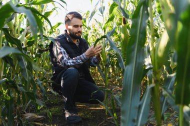 Tarlada mısır tarlasını kontrol eden bir çiftçi. Tarım, ekin büyümesi, hasat ve sürdürülebilir tarım kavramı