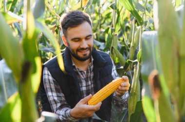 Tarım tarlasında olgun mısır koçanı tutan ve inceleyen çiftçi. Adam hasatın kalitesini kontrol ediyor.