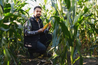 Çiftçi mısır tarlasını teftiş ediyor, sürdürülebilir tarım alanındaki ürün büyümesini ve kalitesini kontrol ediyor