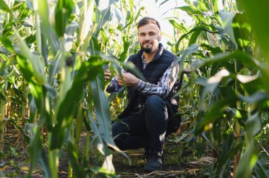 Erkek çiftçi mısır tarlasında çömelmiş, yeşil bitkileri dikkatle inceliyor ve güneşli bir günde ekinlerin büyümesini kontrol ediyor.