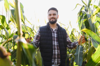 Genç çiftçi, bir yelek ve ekose gömlek giyiyor, büyük bir mısır tarlasında duruyor olgunlaşan mahsulleri inceliyor.