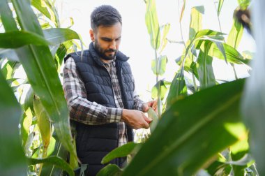 Çiftçi tarlada mısır koçanı teftiş ediyor, ekin sağlığını kontrol ediyor ve uygun büyüme ve hasat hazırlığını gözlemliyor.