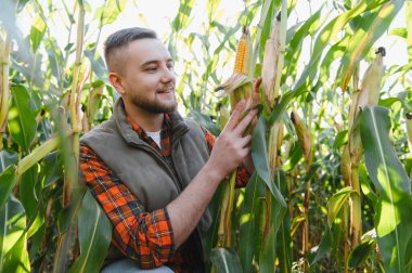 Genç çiftçi güneşli bir tarlada mısır yetiştiriyor, sağlıklı hasat sağlıyor. Tarım ve gıda kavramı