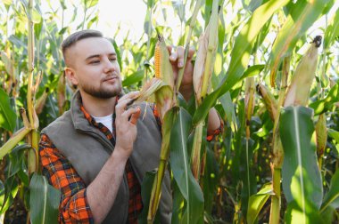 Genç adam yemyeşil bir mısır tarlasında duruyor, olgun bir mısır tarlasını inceliyor, hasat hazırlığını garantiliyor.