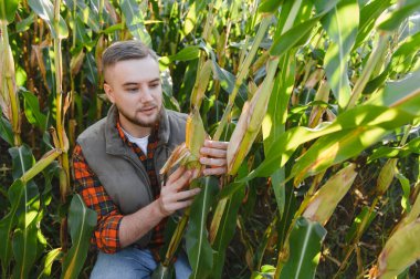 Genç adam mısır koçanı teftiş ediyor, ekin ekimini kontrol ediyor ve güneşli bir tarlada hasat hazırlığını yapıyor.