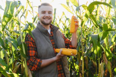 Gülen çiftçi olgun mısır koçanları tutuyor, hasat mevsiminde güneşli bir mısır tarlasında duruyor. Tarım ve gıda