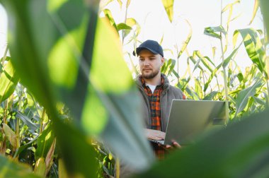 Çiftçi tarlayı denetliyor ve ekin verilerini dizüstü bilgisayarla yönetiyor, mısır ekiminde akıllı tarım teknolojisini benimsiyor