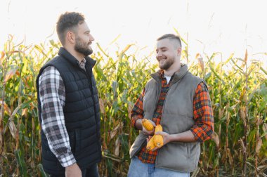 Mısır tarlasında elinde olgun mısır koçanları olan ve hasat mevsiminde tarımı tartışan mutlu çiftçiler.