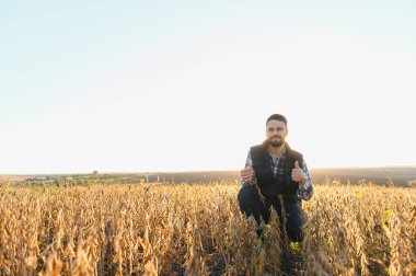 Hasat mevsiminde tarlada soya bitkilerini inceleyen tarımcı onaylı ve başarılı bir tarımcı.