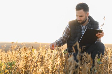 Agronomist, soya fasulyesinin tarım alanındaki kalitesini inceliyor ve belgeliyor. Tarım, tarım ve araştırma kavramı
