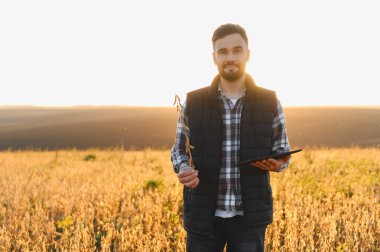 Erkek çiftçi gün batımında tarlasında soya fasulyesi ararken dijital tablet kullanıyor. Modern tarım kavramı