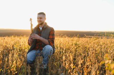 Soya tohumlarını inceleyen genç bir adam gün batımında kırsal bir tarlada gülümsüyor. Sürdürülebilir tarım ve büyüme