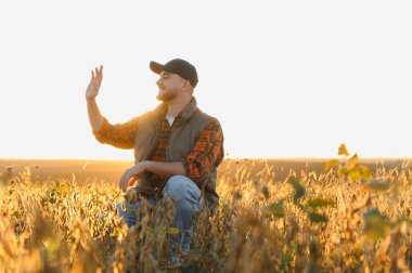 Agronomist hasat mevsiminde güneş ışığıyla aydınlanan tarım tarlalarındaki soya bitkilerini teftiş ederek mahsul kalitesini değerlendirdi.