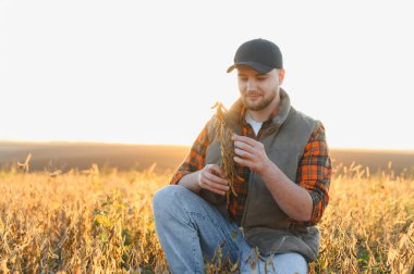 Agronomist bir adam tarladaki kuru fasulye kabuklarını eğiyor, tutuyor ve inceliyor, mahsul kalitesini değerlendiriyor.