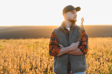 Tarlada soya dalını tutan çiftçi, gün batımında hasat kalitesini hesaplıyor. Tarım, sürdürülebilirlik ve sıkı çalışmayı temsil eder