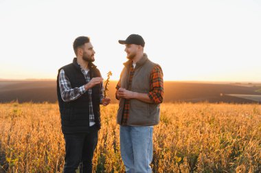 İki erkek çiftçi güneş ışığıyla aydınlanan tarlalarda soya fasulyesi yetiştiriyor, hasat ve mahsul yönetimi tartışıyorlar.