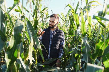 Genç bir adam güneş ışığında tarlalarda yetişen mısır mahsullerini inceliyor. Sürdürülebilir tarım kavramı