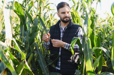 Genç çiftçi yemyeşil mısır tarlasında mısır yapraklarını kontrol ediyor, ürün kalitesi ve büyümesine odaklanıyor.