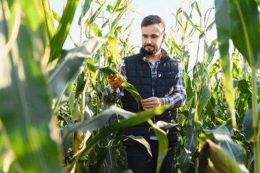 Genç çiftçi tarlasında mısır yaprağını inceliyor. Ürün kalitesi ve sürdürülebilir tarım kavramı