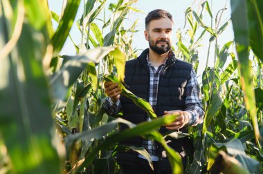 Erkek çiftçi mısır yapraklarını kontrol ediyor, güneşli bir tarlada bitki sağlığını gözlemliyor, büyüme ve hasat üzerine odaklanıyor