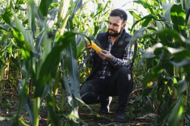 Ekose gömlekli ve yelekli çiftçi yeşil mısır tarlasında olgun bir mısır kulağını inceliyor, mahsul kalitesini kontrol ediyor.