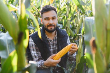 Genç adam mısır tarlasında duruyor, mısır koçanı üzerinde taze mısır tutuyor, hasat sırasında mahsulünü inceliyor.