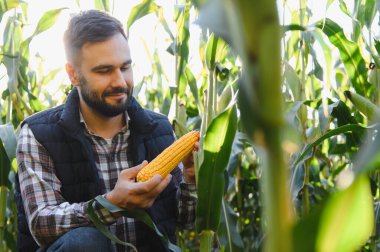 Tarım ve gıda üretimini temsil eden, hasat mevsiminde yeşil bir tarlada mısır kalitesini inceleyen çiftçi
