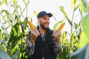 Çiftçi güneşli bir tarlada olgun mısır koçanları sergiliyor, gülümsüyor ve başarılı hasadın tadını çıkarıyor.