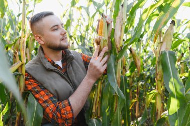 Olgunlaşan mısır koçanı denetleyen çiftçi, güneşli bir tarlada hasat kalitesini ve mahsul büyümesini değerlendiriyor.