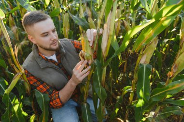 Genç çiftçi mısır koçanını inceliyor, ürün kalitesini analiz ediyor ve başarılı tarım hasadı için potansiyel verimi analiz ediyor.