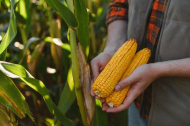 Taze hasat edilmiş mısır koçanları, bolluğu, tarımı ve sürdürülebilir gıda üretimini temsil eden çiftçi