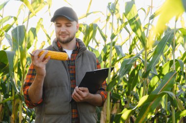 Çiftçi mısır koçanı gösteriyor ve elinde bir pano var. Güneşli bir mısır tarlasında duruyor. Tarım kalite kontrolü kavramı