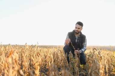 Tarlada çiftçi kuru fasulye kabuklarını inceliyor, mahsul kalitesini ve parlak gökyüzünün altında hasat hazırlığını kontrol ediyor.