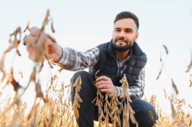 Olgun soya tohumlarını inceleyen tarımcı, kırsal bir arazide hasat için kalite ve hazırlık sağlıyor.