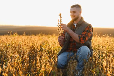 Gün batımında kırsal bir alanda soya tohumlarını analiz eden genç adam, tarımı, kalite denetimini ve hasadı temsil ediyor.